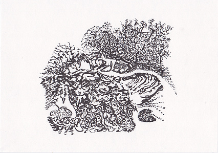 path by the birch trees ink drawing