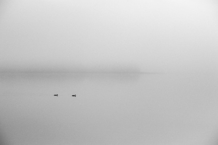 Calm foggy bay with two birds slowly moving