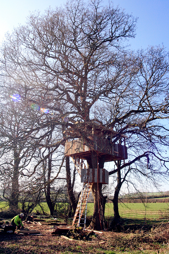 Treehouse in a large tree