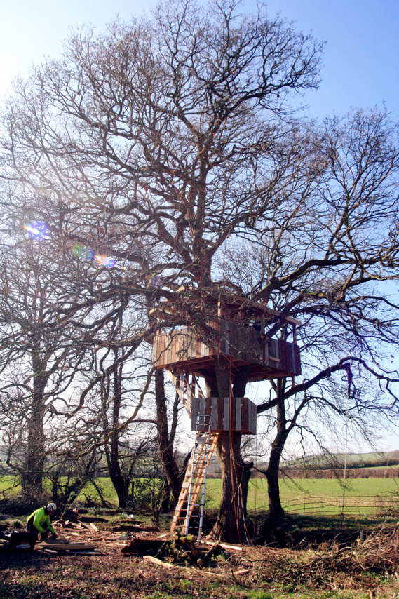 Treehouse in a large tree