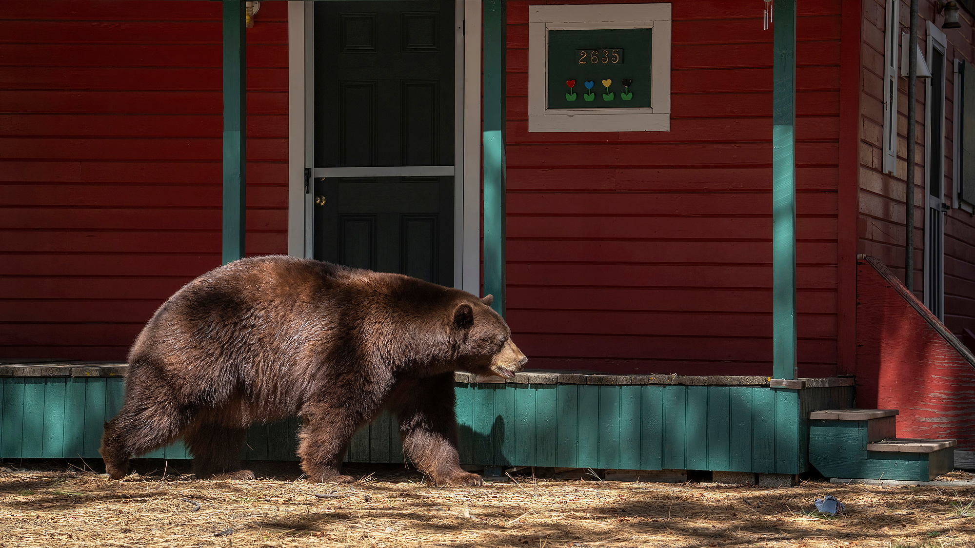 A large black bear walks in front of a house.