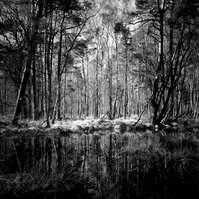 Der Wald bei Zingst. Noch kämpft der Frühling mit der Nachhut des Winters. Bald grünt es hier.