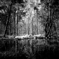 Der Wald bei Zingst. Noch kämpft der Frühling mit der Nachhut des Winters. Bald grünt es hier.