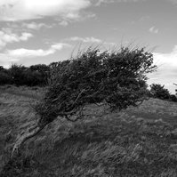 Tough tree fighting its lifetime against the wind at Fyns Hoved.