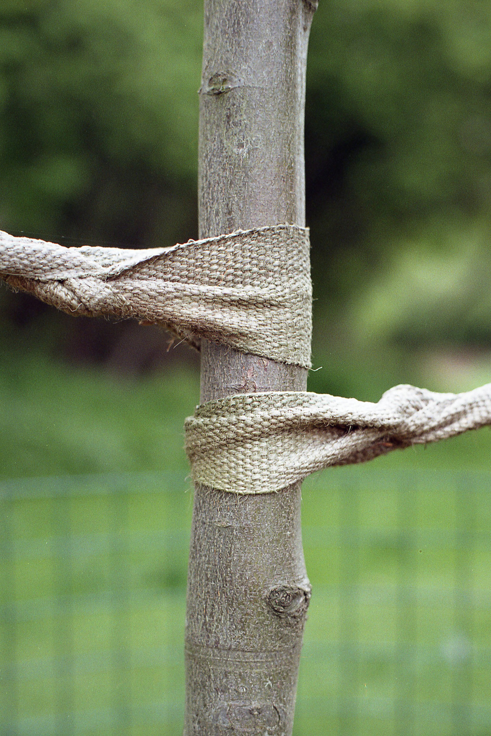 Tree and stake Haggerston Park "Irregular Balance"