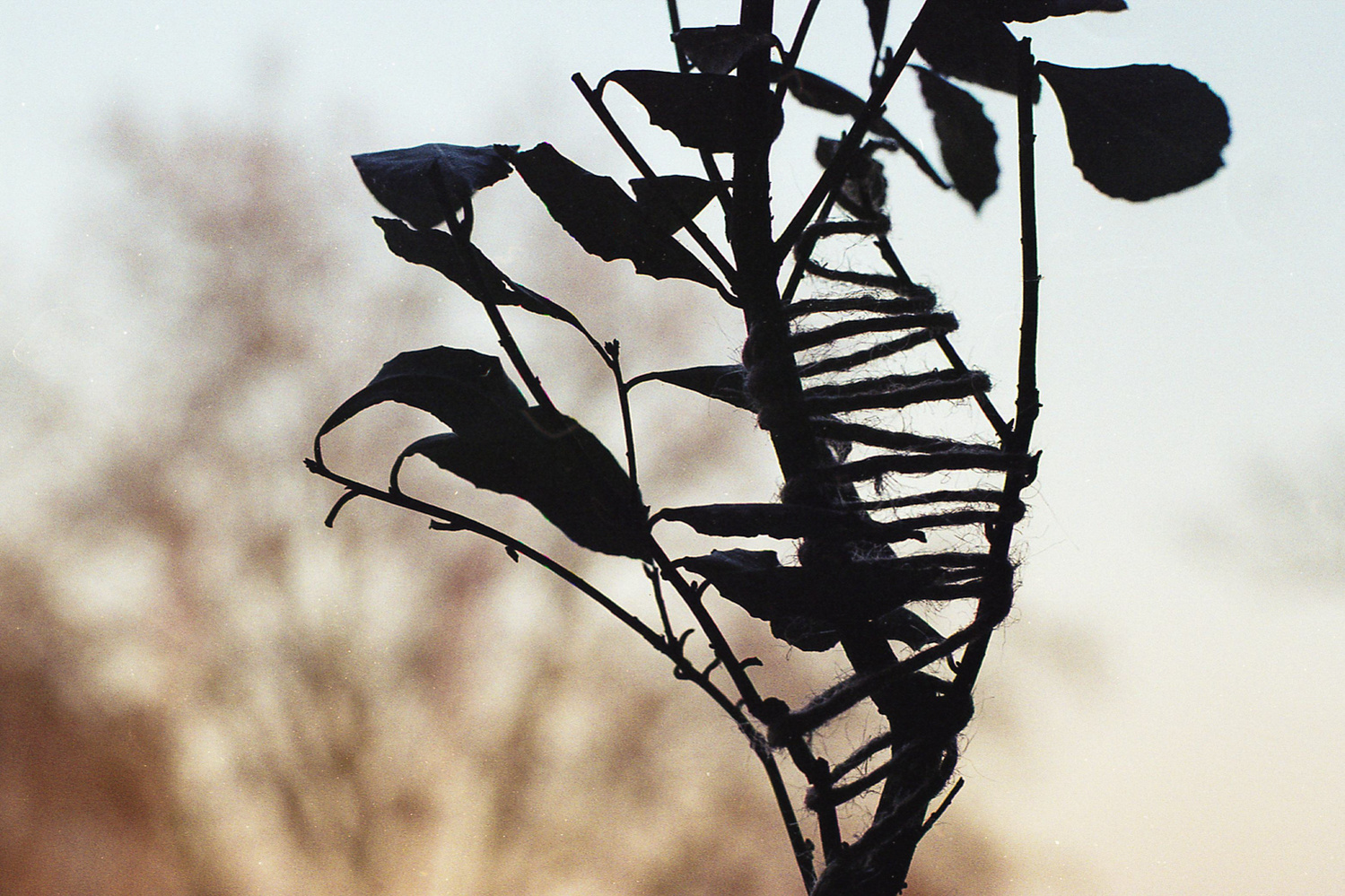 Tied plant "Irregular Balance"