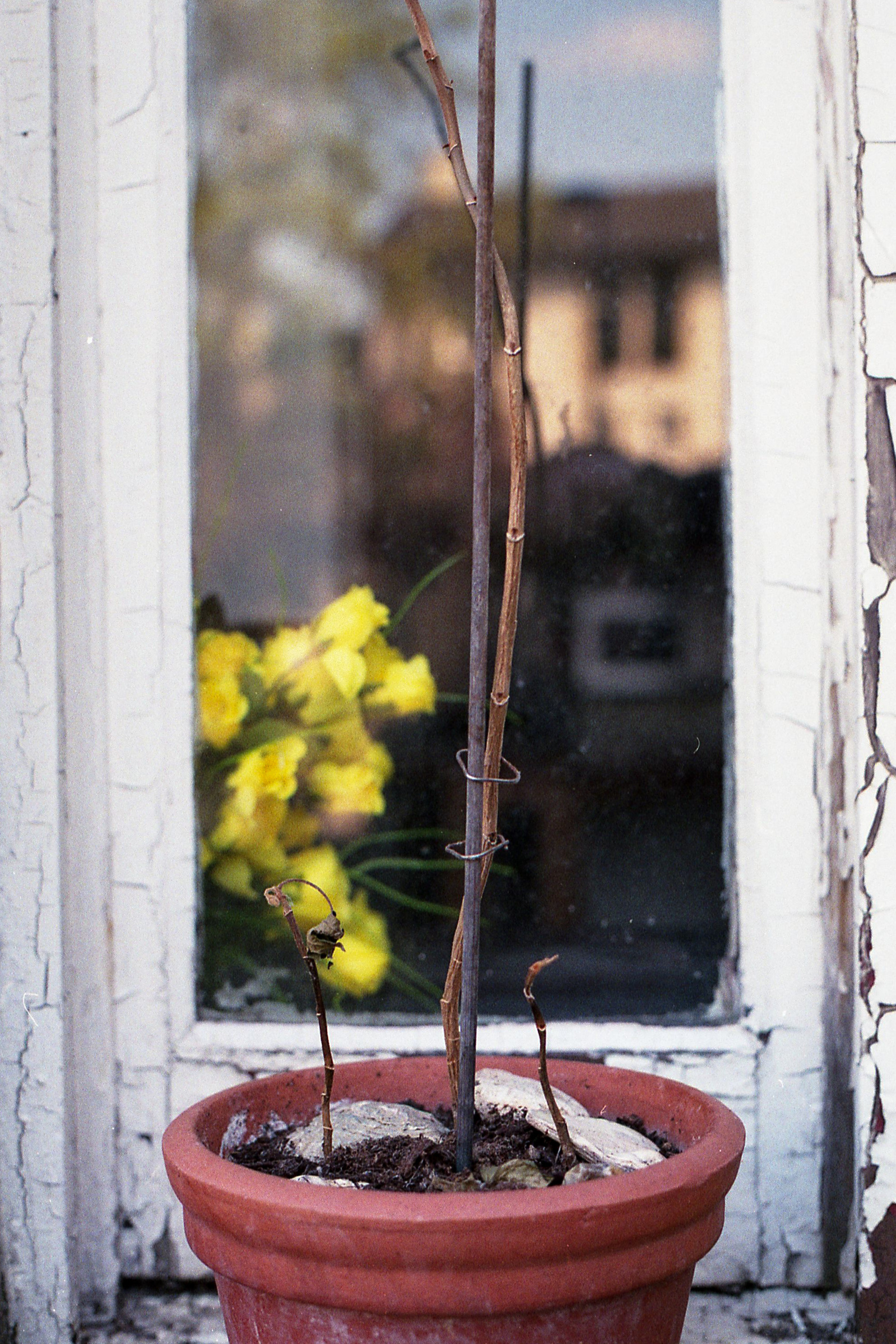 Plant stem "Irregular Balance"