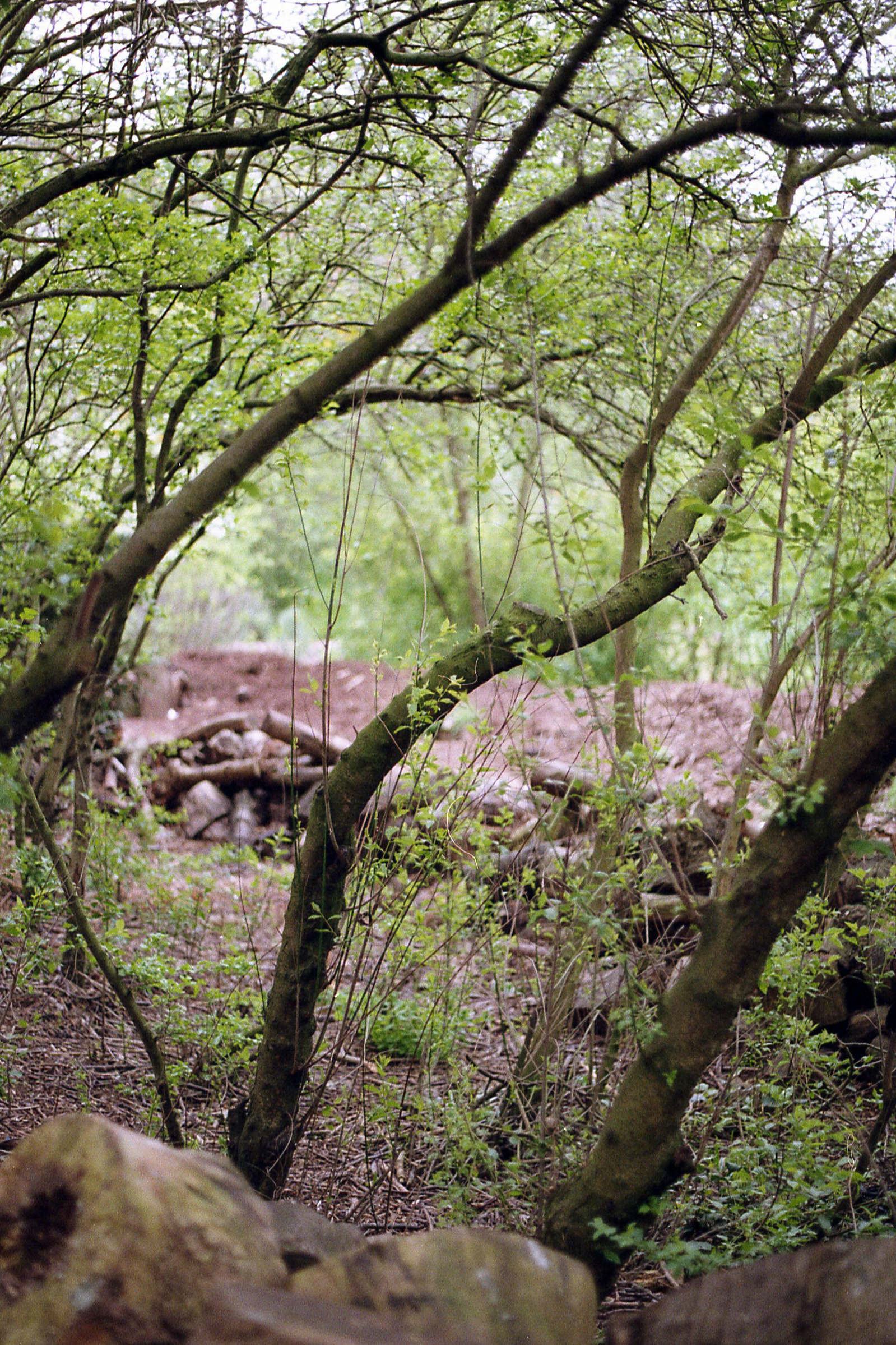 Wonky tree Haggerston Park "Irregular Balance"