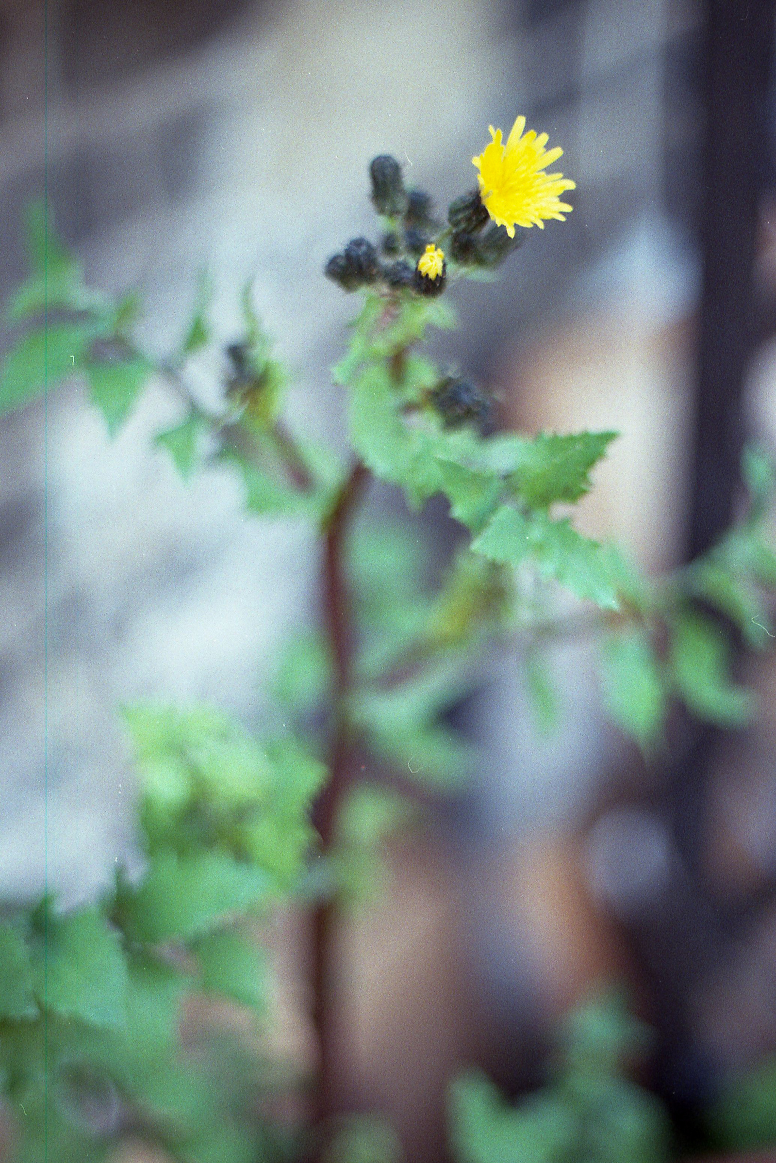Yellow flower "Irregular Balance"