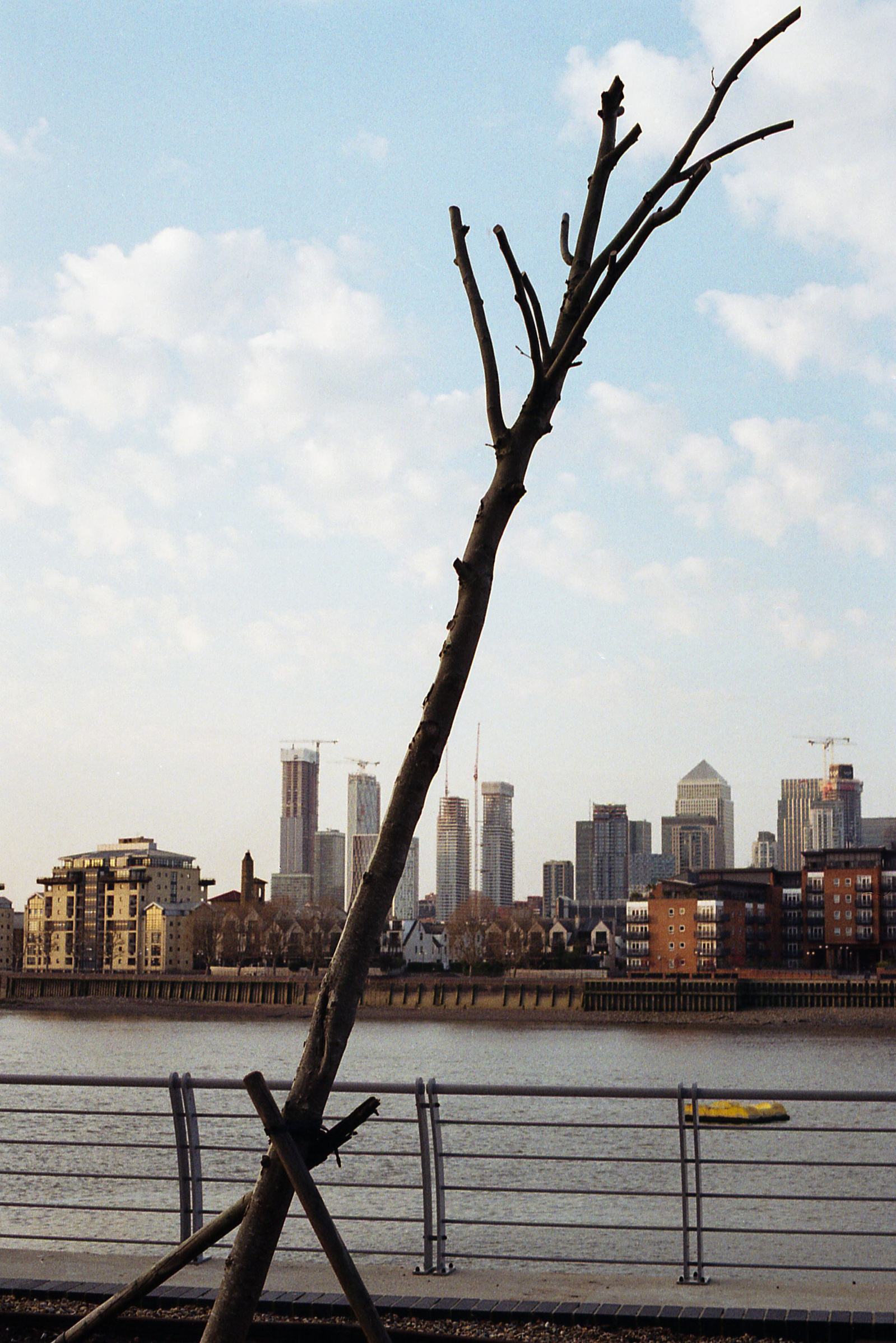 Tree and stake opposite Canary Wharf "Irregular Balance"