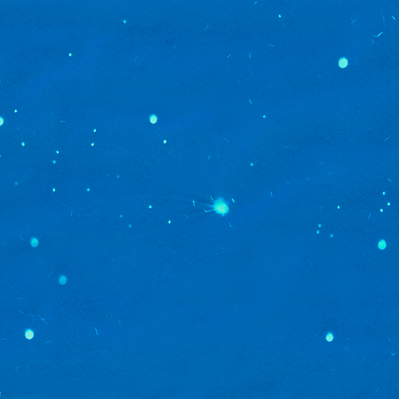 A cyanotype resembling the night sky.