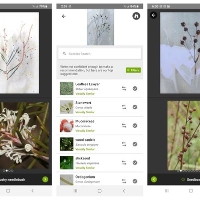 Screenshot of iNaturalist interface attempting to identify AI-generated images of plants.