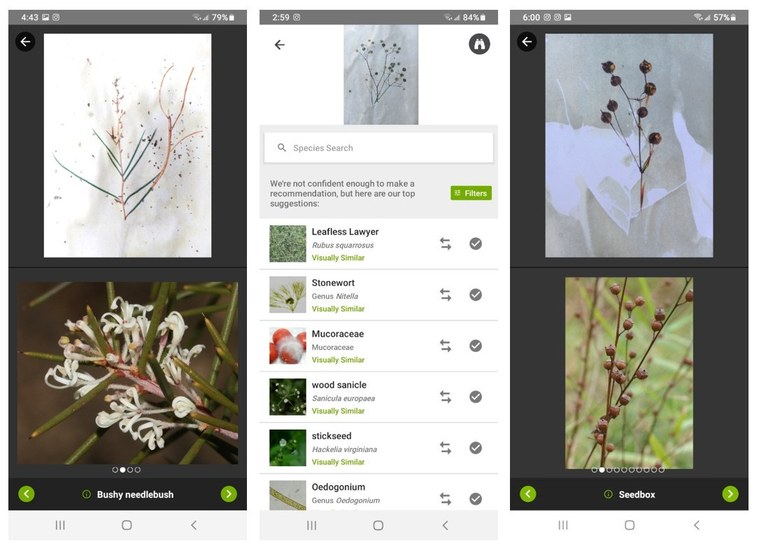 Screenshots of iNaturalist app interface as the app attempts to classify the AI-generated botanical images as real-life plants.