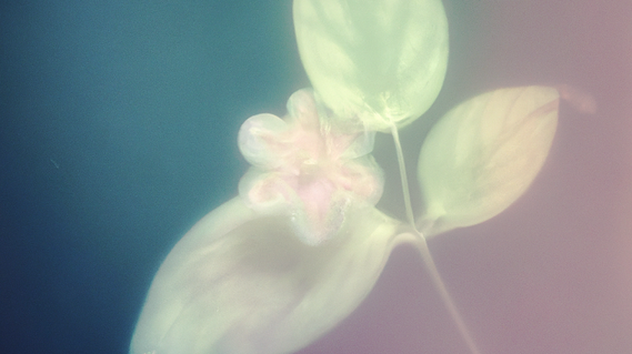 AI-generated image of a plant. The image resembles a lumen print. The plant has a single stem, three leaves and a flower.