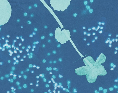 Detail of a digital collage and cyanotype depicting a plant apparently scattering seeds against a deep blue background.