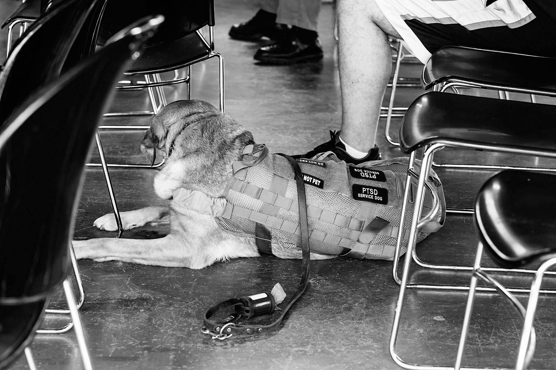 A PTSD therapy dog, Hasta, makes his way from warrior to warrior throughout the week.