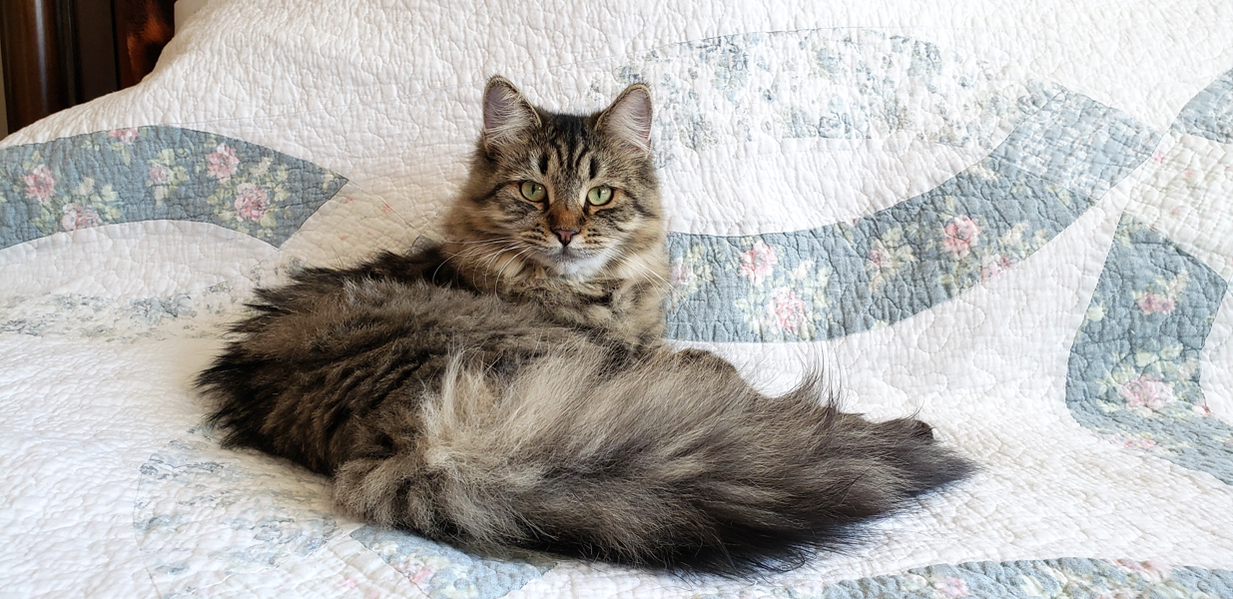 Buy top-quality, healthy Siberian Kitten from TICA registered Breeder
Siberian kittens
Hypoallergenic Siberian kitten
Ethical Siberian cat breeder
Calgary Siberian kittens
Beautiful Siberian Kittens Hypoallergenic & Family-Raised