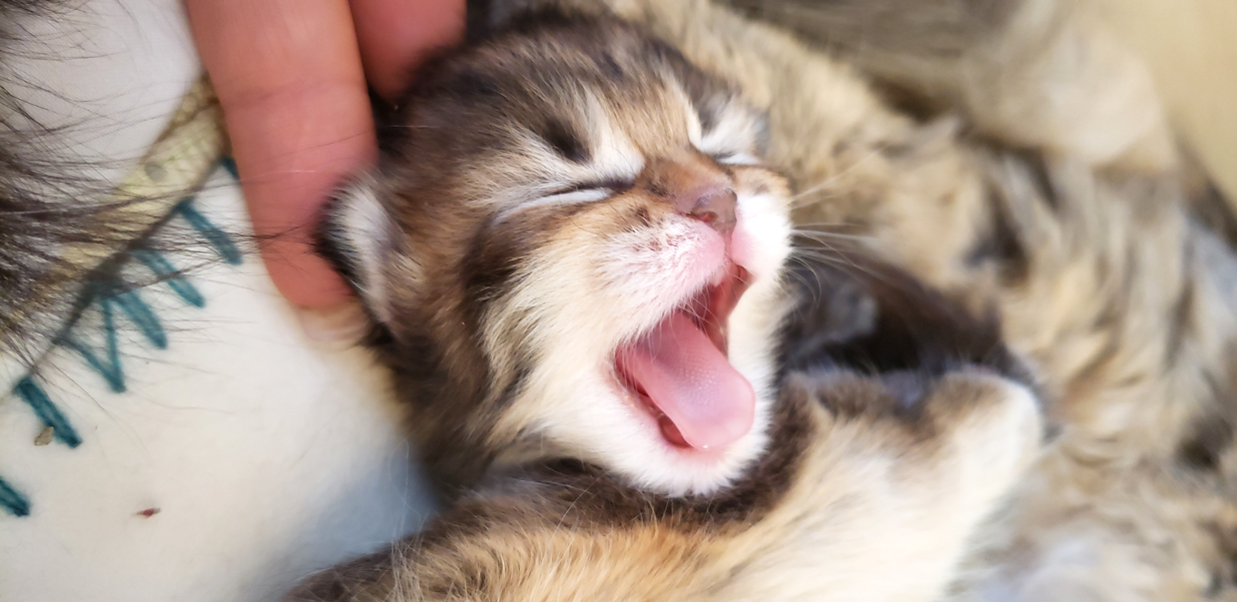 Buy top-quality, healthy Siberian Kitten from TICA registered Breeder
Siberian kittens
Hypoallergenic Siberian kitten
Ethical Siberian cat breeder
Calgary Siberian kittens
Beautiful Siberian Kittens Hypoallergenic & Family-Raised