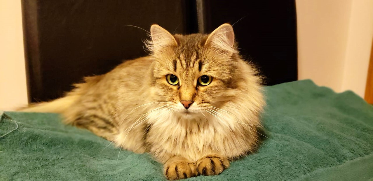 Buy top-quality, healthy Siberian Kitten from TICA registered Breeder
Siberian kittens
Hypoallergenic Siberian kitten
Ethical Siberian cat breeder
Calgary Siberian kittens
Beautiful Siberian Kittens Hypoallergenic & Family-Raised