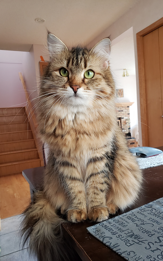 Buy top-quality, healthy Siberian Kitten from TICA registered Breeder
Siberian kittens
Hypoallergenic Siberian kitten
Ethical Siberian cat breeder
Calgary Siberian kittens
Beautiful Siberian Kittens Hypoallergenic & Family-Raised