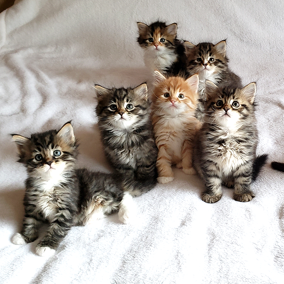 Buy top-quality, healthy Siberian Kitten from TICA registered Breeder
Siberian kittens
Hypoallergenic Siberian kitten
Ethical Siberian cat breeder
Calgary Siberian kittens
Beautiful Siberian Kittens Hypoallergenic & Family-Raised