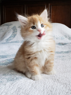 Buy top-quality, healthy Siberian Kitten from TICA registered Breeder
Siberian kittens
Hypoallergenic Siberian kitten
Ethical Siberian cat breeder
Calgary Siberian kittens
Beautiful Siberian Kittens Hypoallergenic & Family-Raised