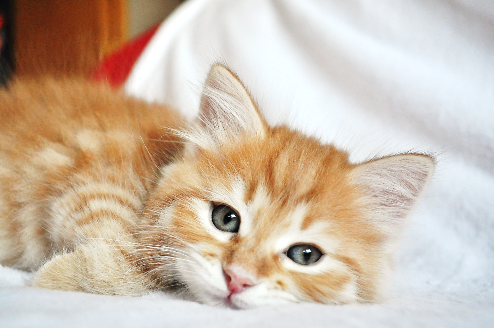 Buy top-quality, healthy Siberian Kitten from TICA registered Breeder
Siberian kittens
Hypoallergenic Siberian kitten
Ethical Siberian cat breeder
Calgary Siberian kittens
Beautiful Siberian Kittens Hypoallergenic & Family-Raised