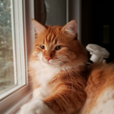 Buy top-quality, healthy Siberian Kitten from TICA registered Breeder
Siberian kittens
Hypoallergenic Siberian kitten
Ethical Siberian cat breeder
Calgary Siberian kittens
Beautiful Siberian Kittens Hypoallergenic & Family-Raised