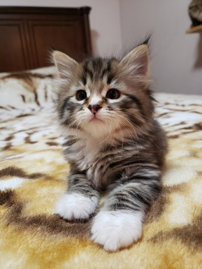 Buy top-quality, healthy Siberian Kitten from TICA registered Breeder
Siberian kittens
Hypoallergenic Siberian kitten
Ethical Siberian cat breeder
Calgary Siberian kittens
Beautiful Siberian Kittens Hypoallergenic & Family-Raised