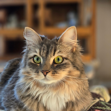 Buy top-quality, healthy Siberian Kitten from TICA registered Breeder
Siberian kittens
Hypoallergenic Siberian kitten
Ethical Siberian cat breeder
Calgary Siberian kittens
Beautiful Siberian Kittens Hypoallergenic & Family-Raised