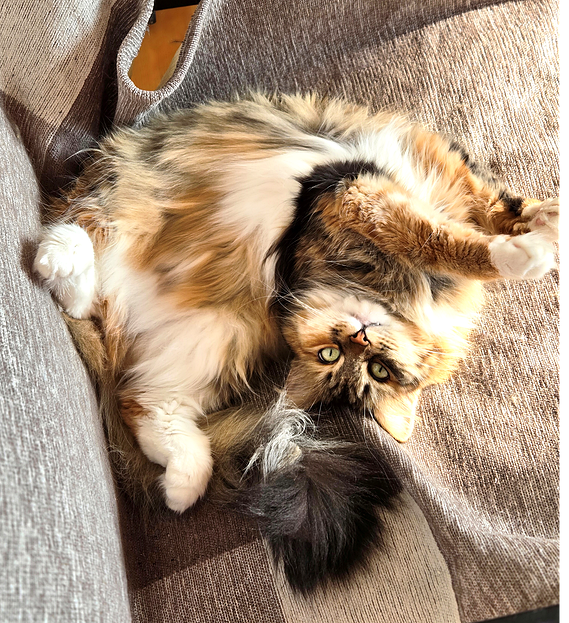 Buy top-quality, healthy Siberian Kitten from TICA registered Breeder
Siberian kittens
Hypoallergenic Siberian kitten
Ethical Siberian cat breeder
Calgary Siberian kittens
Beautiful Siberian Kittens Hypoallergenic & Family-Raised