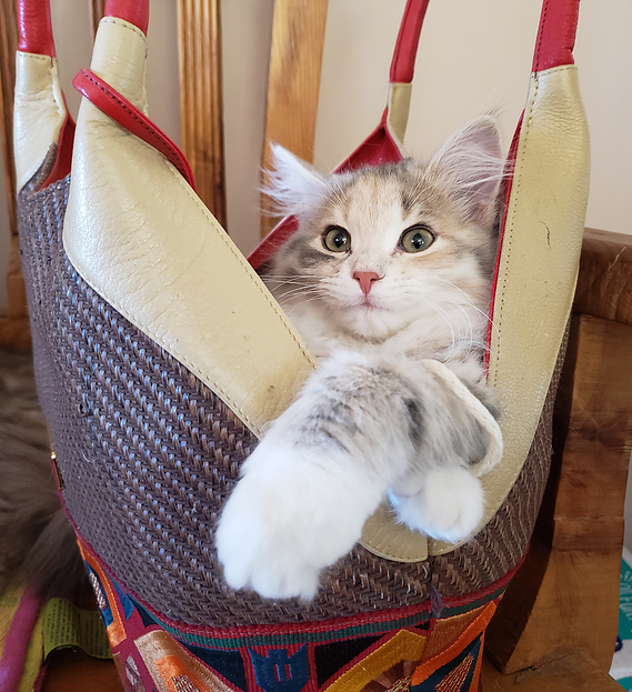 Buy top-quality, healthy Siberian Kitten from TICA registered Breeder
Siberian kittens
Hypoallergenic Siberian kitten
Ethical Siberian cat breeder
Calgary Siberian kittens
Beautiful Siberian Kittens Hypoallergenic & Family-Raised