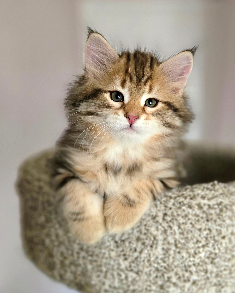 Buy top-quality, healthy Siberian Kitten from TICA registered Breeder
Siberian kittens
Hypoallergenic Siberian kitten
Ethical Siberian cat breeder
Calgary Siberian kittens
Beautiful Siberian Kittens Hypoallergenic & Family-Raised