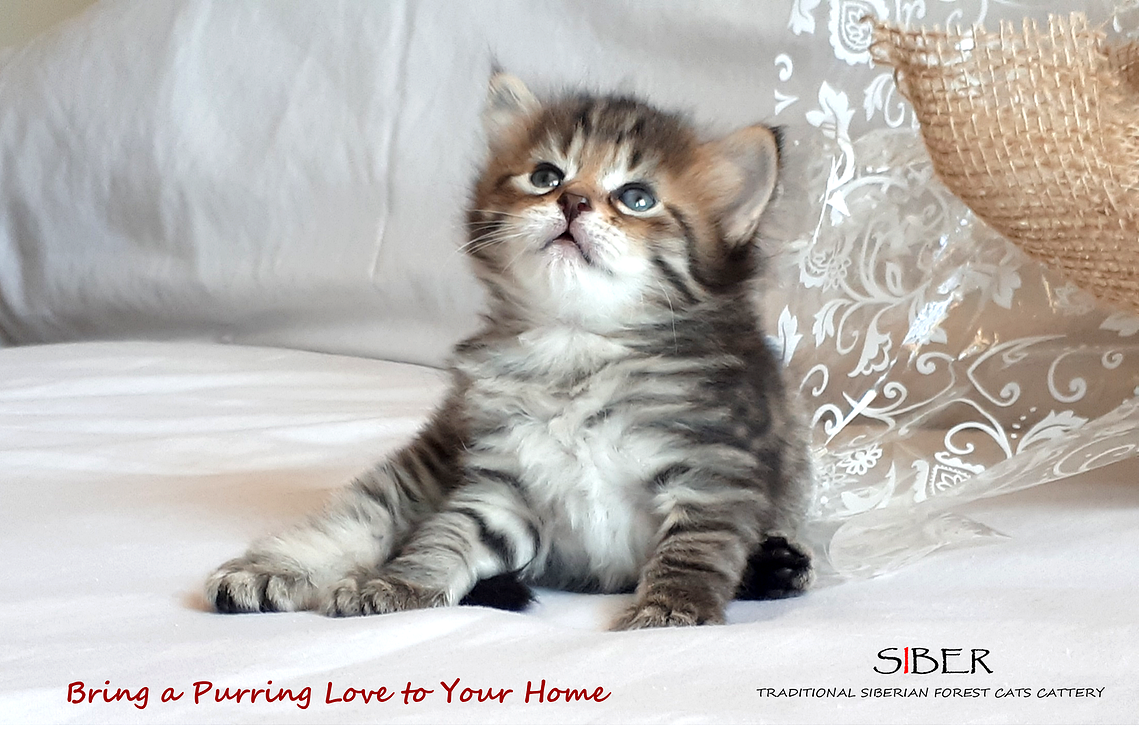 Buy top-quality, healthy Siberian Kitten from TICA registered Breeder
Siberian kittens
Hypoallergenic Siberian kitten
Ethical Siberian cat breeder
Calgary Siberian kittens
Beautiful Siberian Kittens Hypoallergenic & Family-Raised