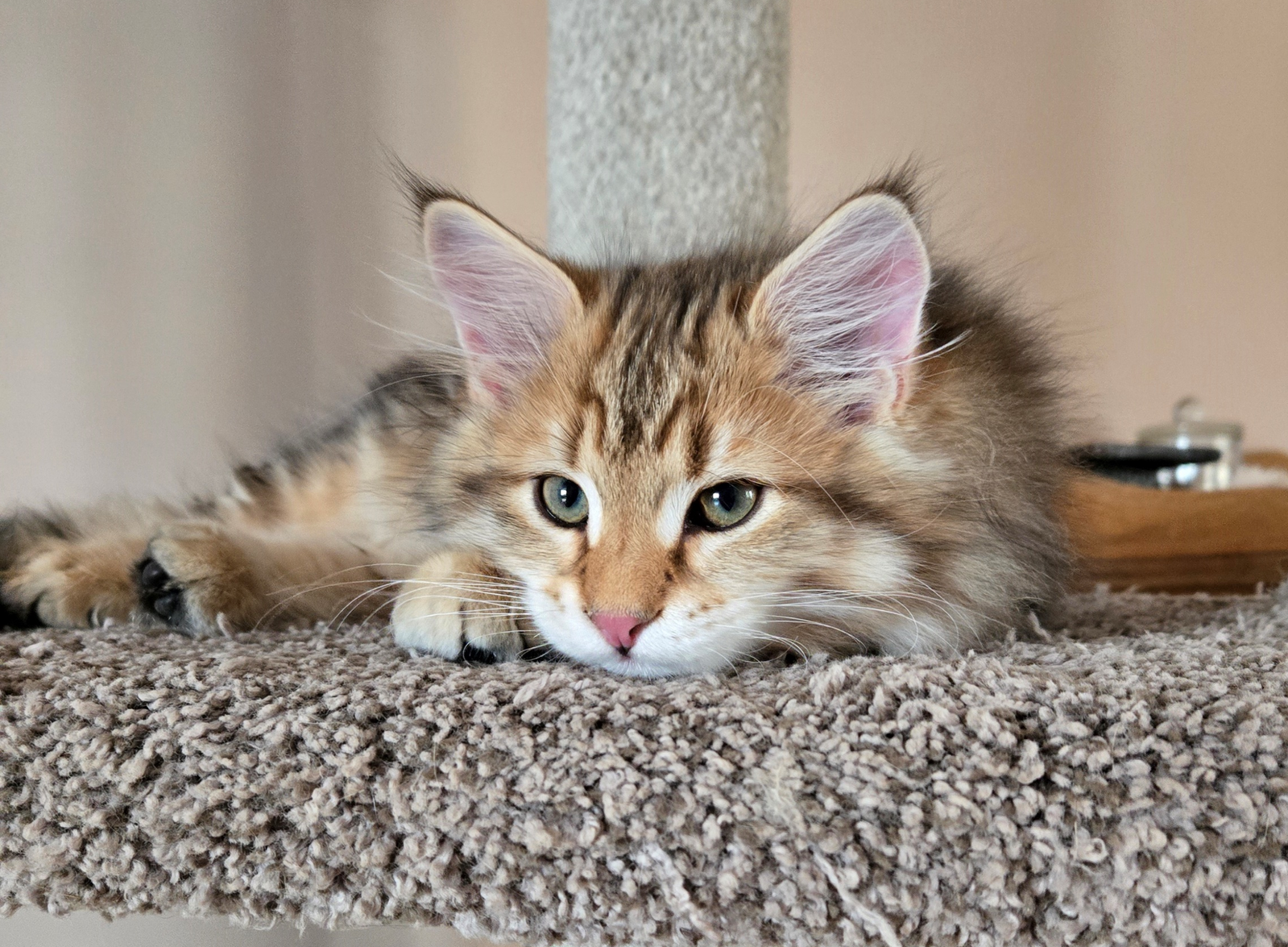 Buy top-quality, healthy Siberian Kitten from TICA registered Breeder
Siberian kittens
Hypoallergenic Siberian kitten
Ethical Siberian cat breeder
Calgary Siberian kittens
Beautiful Siberian Kittens Hypoallergenic & Family-Raised