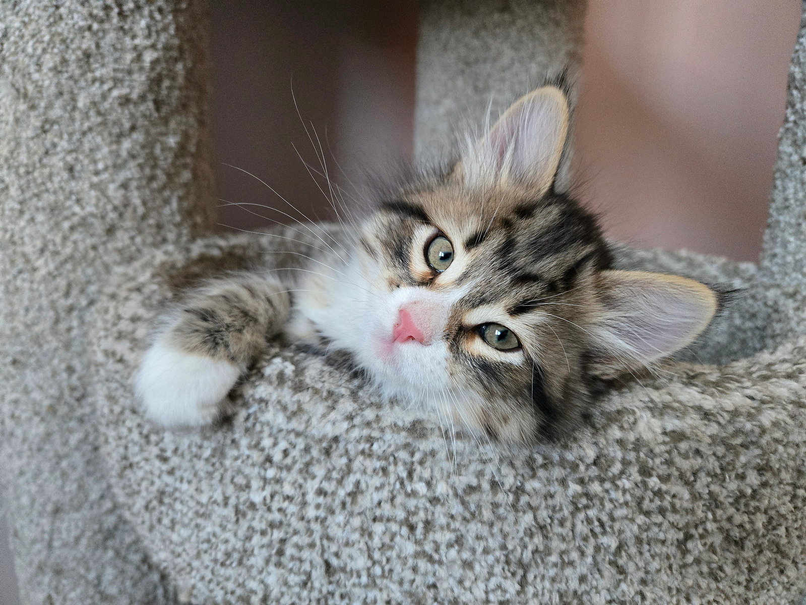 Buy top-quality, healthy Siberian Kitten from TICA registered Breeder
Siberian kittens
Hypoallergenic Siberian kitten
Ethical Siberian cat breeder
Calgary Siberian kittens
Beautiful Siberian Kittens Hypoallergenic & Family-Raised