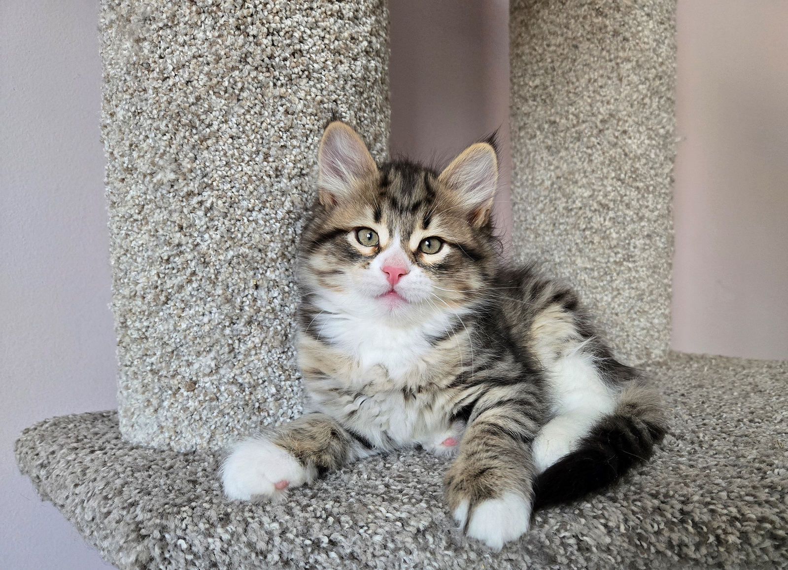 Buy top-quality, healthy Siberian Kitten from TICA registered Breeder
Siberian kittens
Hypoallergenic Siberian kitten
Ethical Siberian cat breeder
Calgary Siberian kittens
Beautiful Siberian Kittens Hypoallergenic & Family-Raised