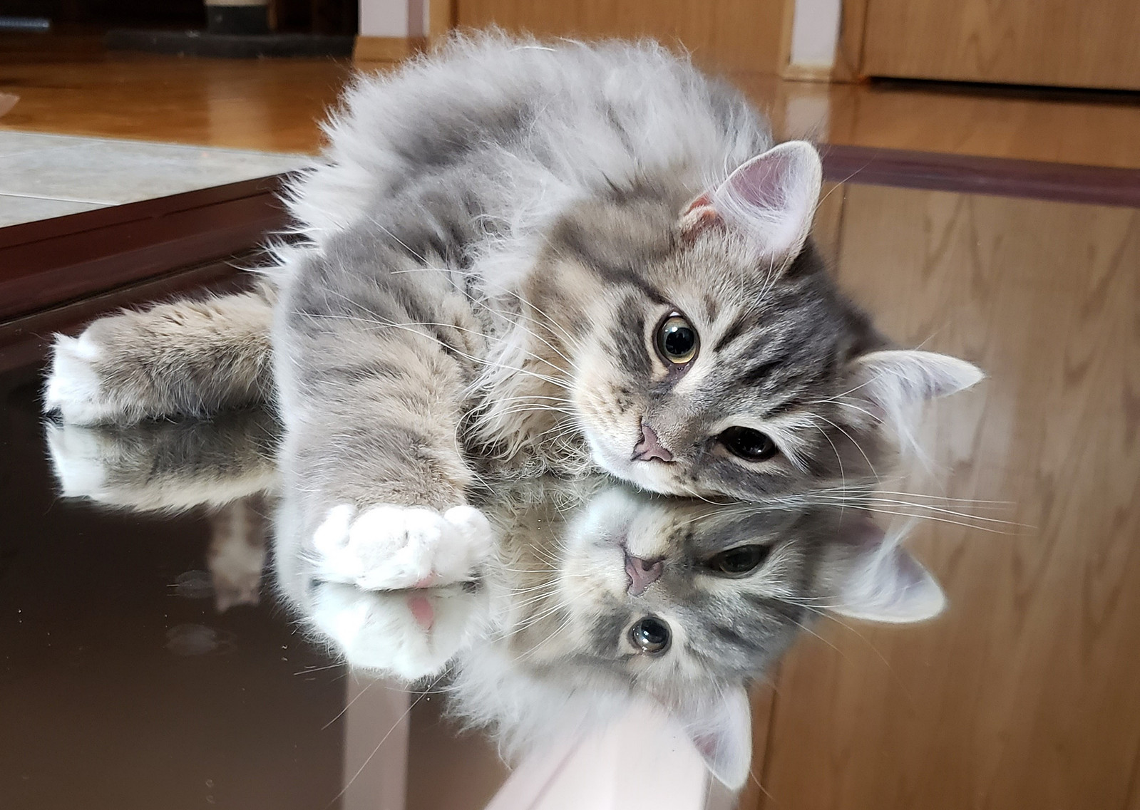 Buy top-quality, healthy Siberian Kitten from TICA registered Breeder
Siberian kittens
Hypoallergenic Siberian kitten
Ethical Siberian cat breeder
Calgary Siberian kittens
Beautiful Siberian Kittens Hypoallergenic & Family-Raised