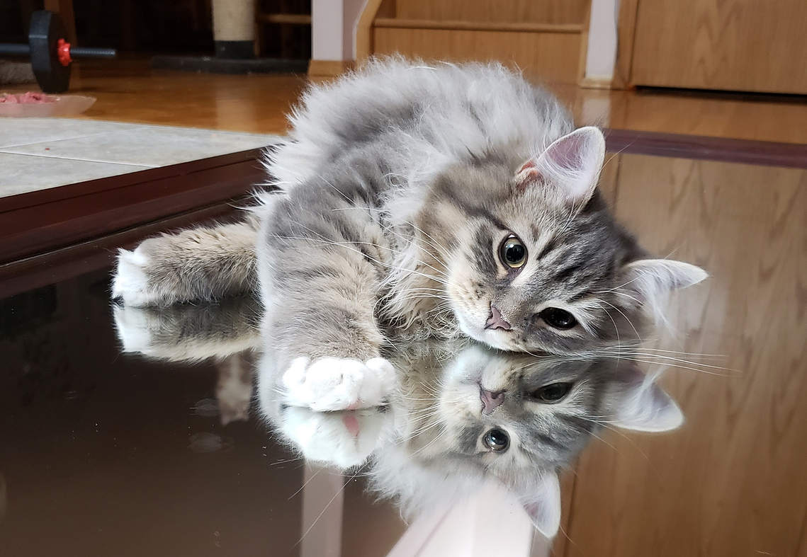 Buy top-quality, healthy Siberian Kitten from TICA registered Breeder
Siberian kittens
Hypoallergenic Siberian kitten
Ethical Siberian cat breeder
Calgary Siberian kittens
Beautiful Siberian Kittens Hypoallergenic & Family-Raised