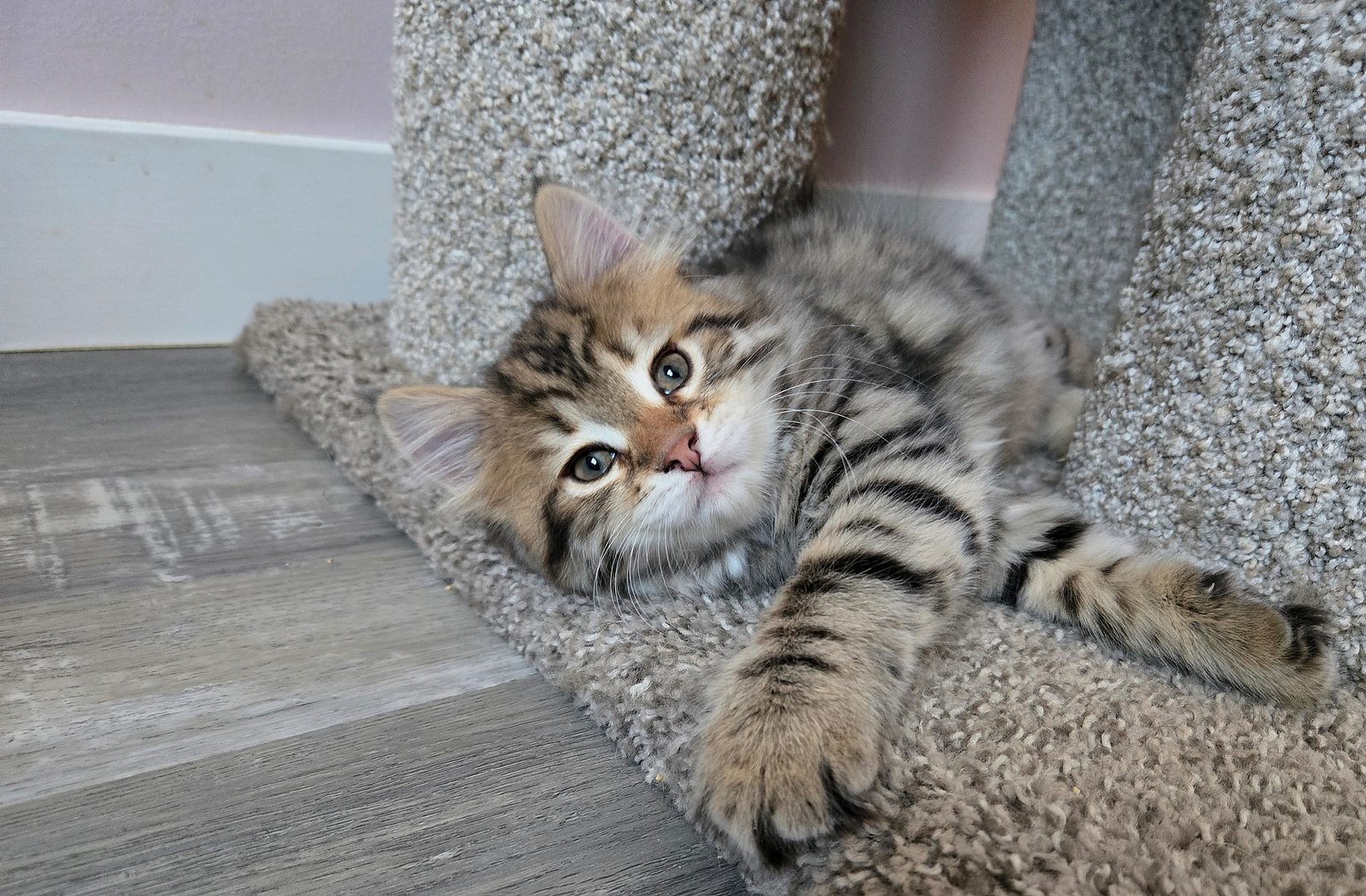 Buy top-quality, healthy Siberian Kitten from TICA registered Breeder
Siberian kittens
Hypoallergenic Siberian kitten
Ethical Siberian cat breeder
Calgary Siberian kittens
Beautiful Siberian Kittens Hypoallergenic & Family-Raised