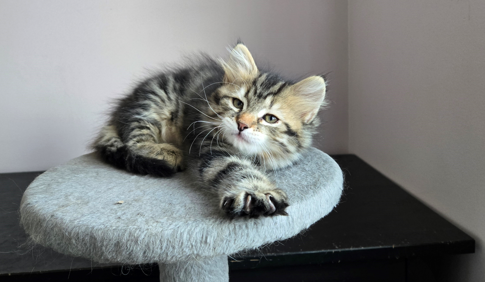 Buy top-quality, healthy Siberian Kitten from TICA registered Breeder
Siberian kittens
Hypoallergenic Siberian kitten
Ethical Siberian cat breeder
Calgary Siberian kittens
Beautiful Siberian Kittens Hypoallergenic & Family-Raised