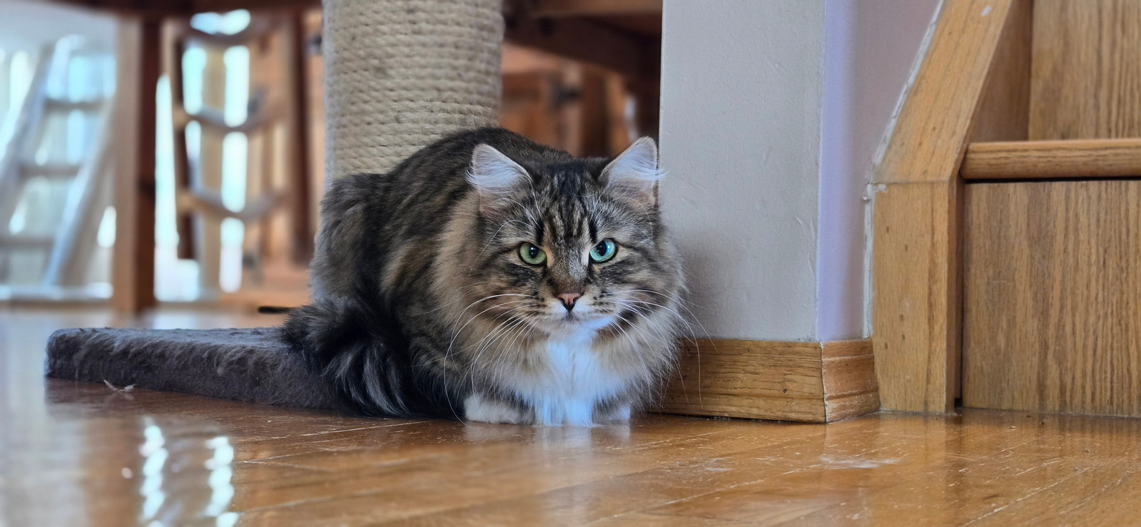 Buy top-quality, healthy Siberian Kitten from TICA registered Breeder
Siberian kittens
Hypoallergenic Siberian kitten
Ethical Siberian cat breeder
Calgary Siberian kittens
Beautiful Siberian Kittens Hypoallergenic & Family-Raised