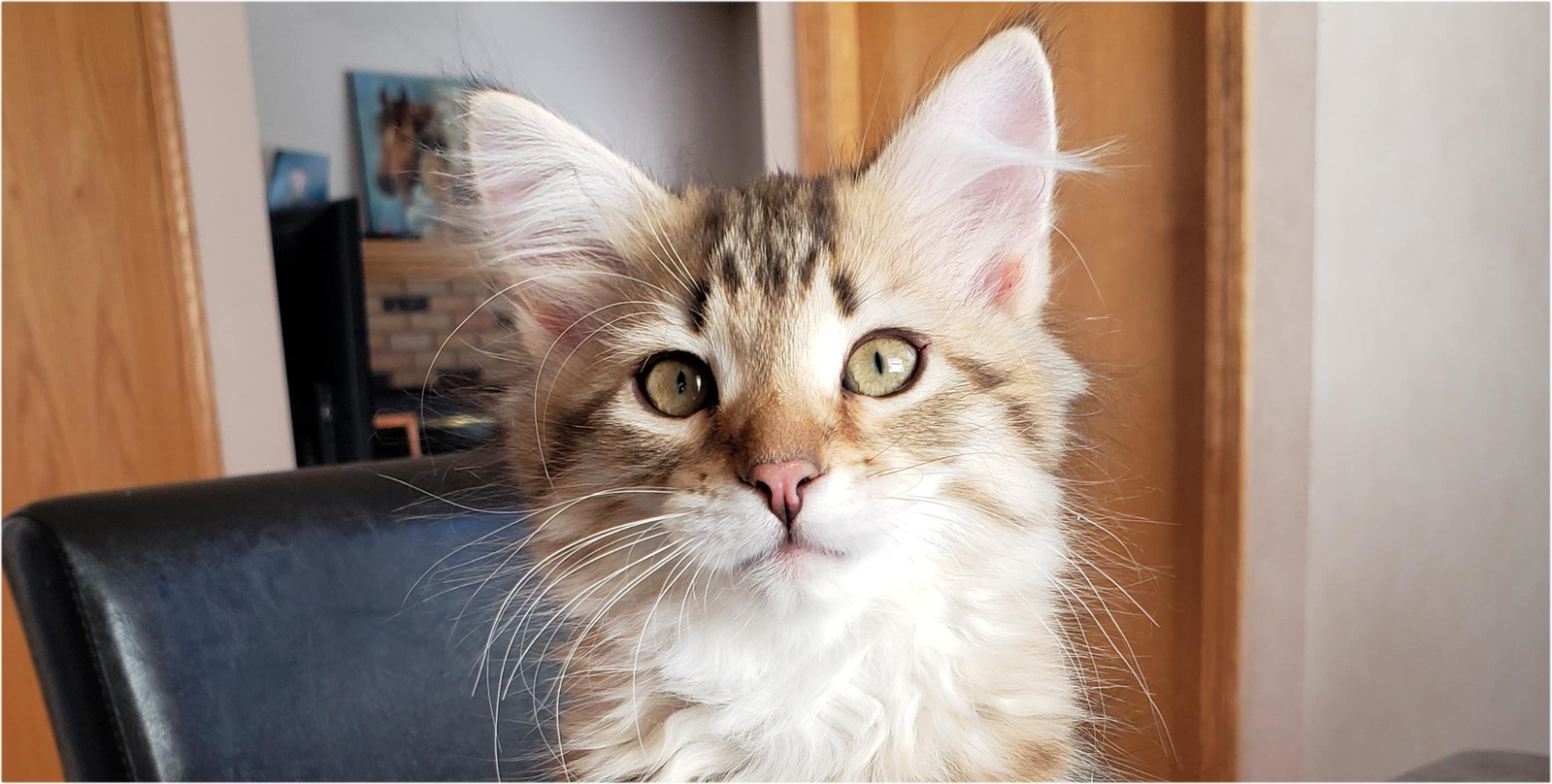 Buy top-quality, healthy Siberian Kitten from TICA registered Breeder
Siberian kittens
Hypoallergenic Siberian kitten
Ethical Siberian cat breeder
Calgary Siberian kittens
Beautiful Siberian Kittens Hypoallergenic & Family-Raised