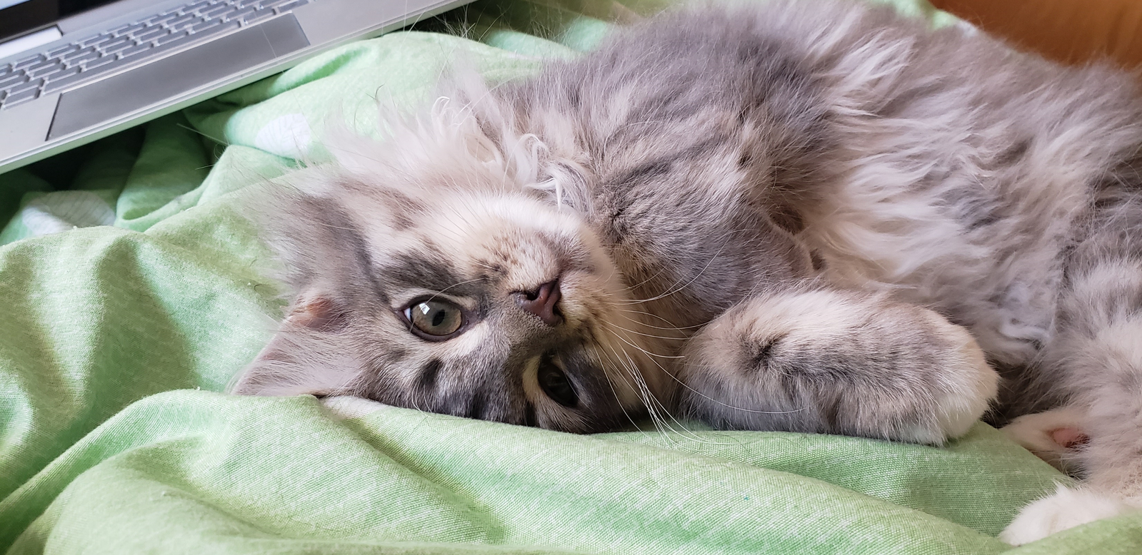 Buy top-quality, healthy Siberian Kitten from TICA registered Breeder
Siberian kittens
Hypoallergenic Siberian kitten
Ethical Siberian cat breeder
Calgary Siberian kittens
Beautiful Siberian Kittens Hypoallergenic & Family-Raised