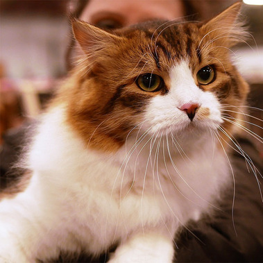 Buy top-quality, healthy Siberian Kitten from TICA registered Breeder
Siberian kittens
Hypoallergenic Siberian kitten
Ethical Siberian cat breeder
Calgary Siberian kittens
Beautiful Siberian Kittens Hypoallergenic & Family-Raised