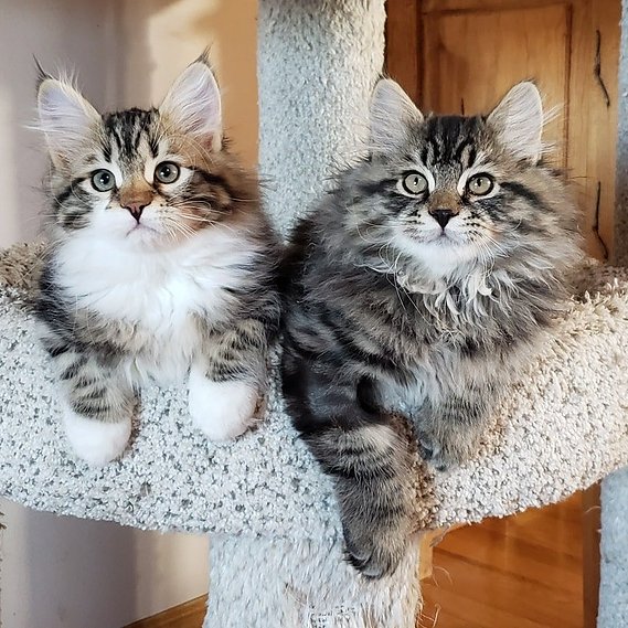 Buy top-quality, healthy Siberian Kitten from TICA registered Breeder
Siberian kittens
Hypoallergenic Siberian kitten
Ethical Siberian cat breeder
Calgary Siberian kittens
Beautiful Siberian Kittens Hypoallergenic & Family-Raised