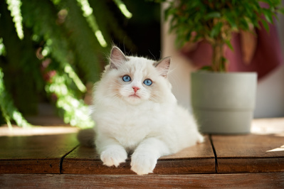 Rabarbar (pet)  
born 2020-05-01
miot: Patsy & Raylan