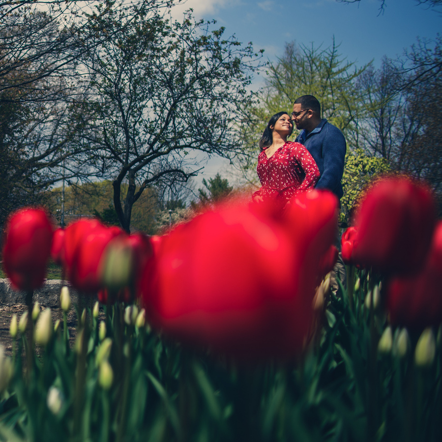 Engagement picture in red tulips by Ottawa Photographer Frank Fenn