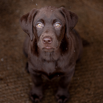 Chocolate lab pet portrait by Frank Fenn Smiths Falls Photographer