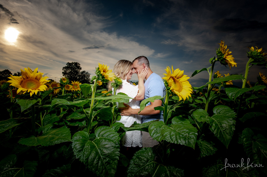 Engagement picture in sunflowers by Ottawa Photographer Frank Fenn